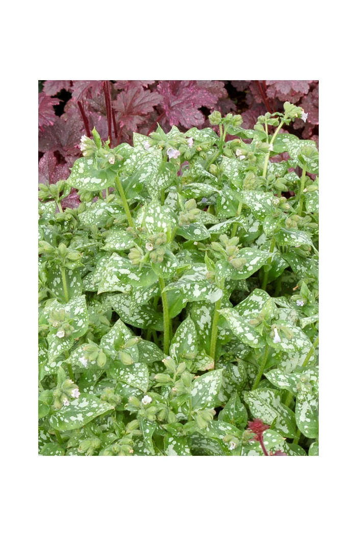 Miodunka 'Moonshine' | Pulmonaria