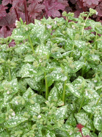 Miodunka 'Moonshine' | Pulmonaria