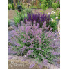 Kocimiętka Faassena 'Six Hills Giant' | Nepeta faassenii