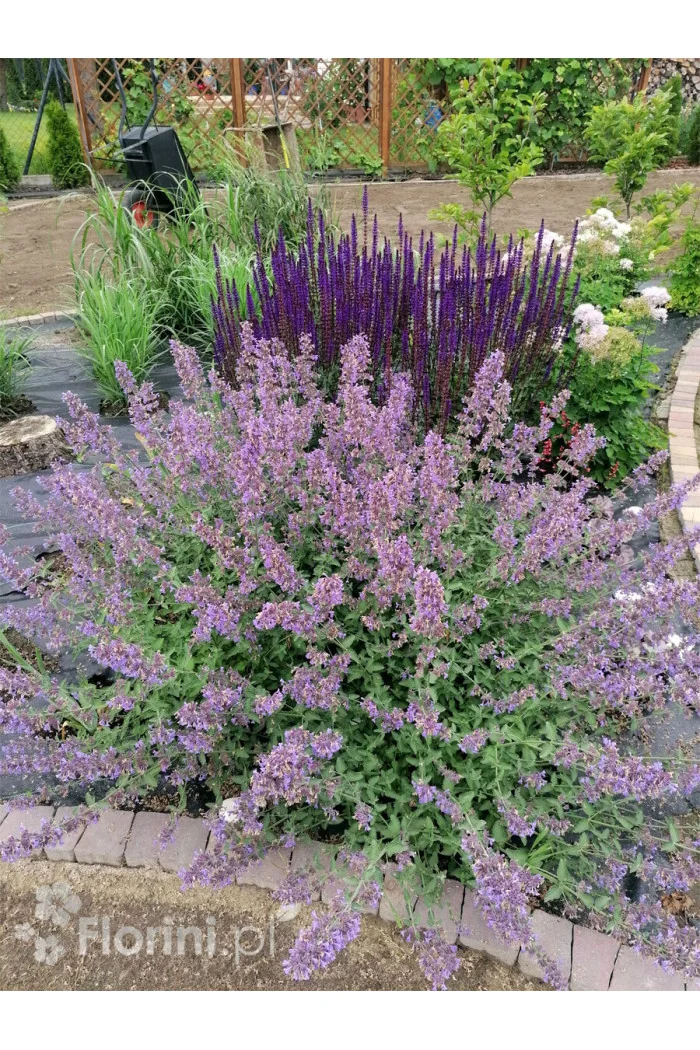 Kocimiętka Faassena 'Six Hills Giant' | Nepeta faassenii