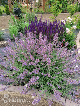 Kocimiętka Faassena 'Six Hills Giant' | Nepeta faassenii