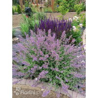 Kocimiętka Faassena 'Six Hills Giant' | Nepeta faassenii