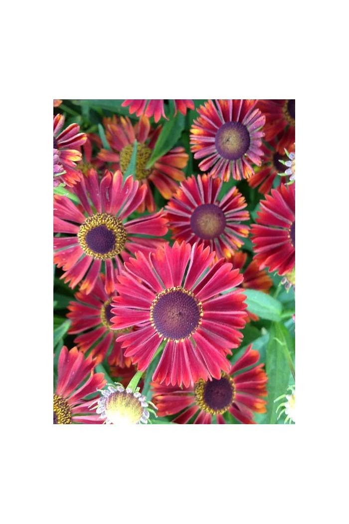 Dzielżan jesienny 'Siesta' | Helenium autumnale