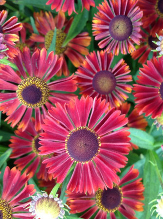 Dzielżan jesienny 'Siesta' | Helenium autumnale