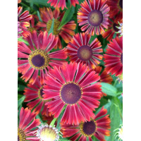 Dzielżan jesienny 'Siesta' | Helenium autumnale