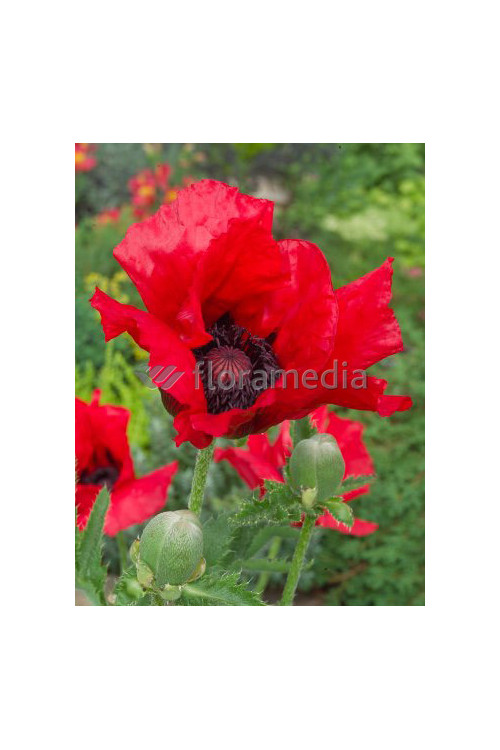 Mak orientalny 'Beauty of Livermere' Papaver orientale