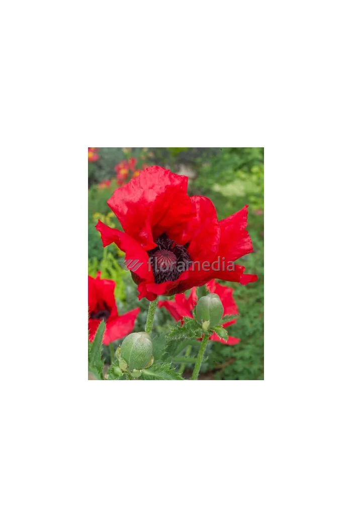 Mak orientalny 'Beauty of Livermere' Papaver orientale