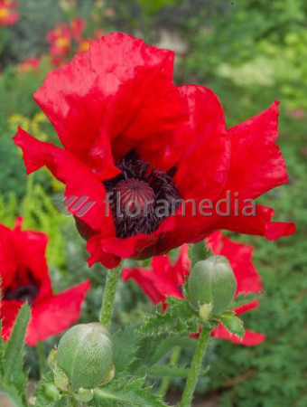 Mak orientalny 'Beauty of Livermere' Papaver orientale
