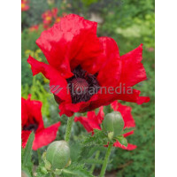 Mak orientalny 'Beauty of Livermere' Papaver orientale