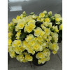 Begonia Solenia 'Yellow'