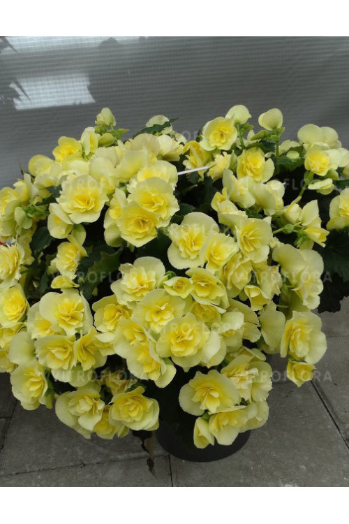 Begonia Solenia 'Yellow'