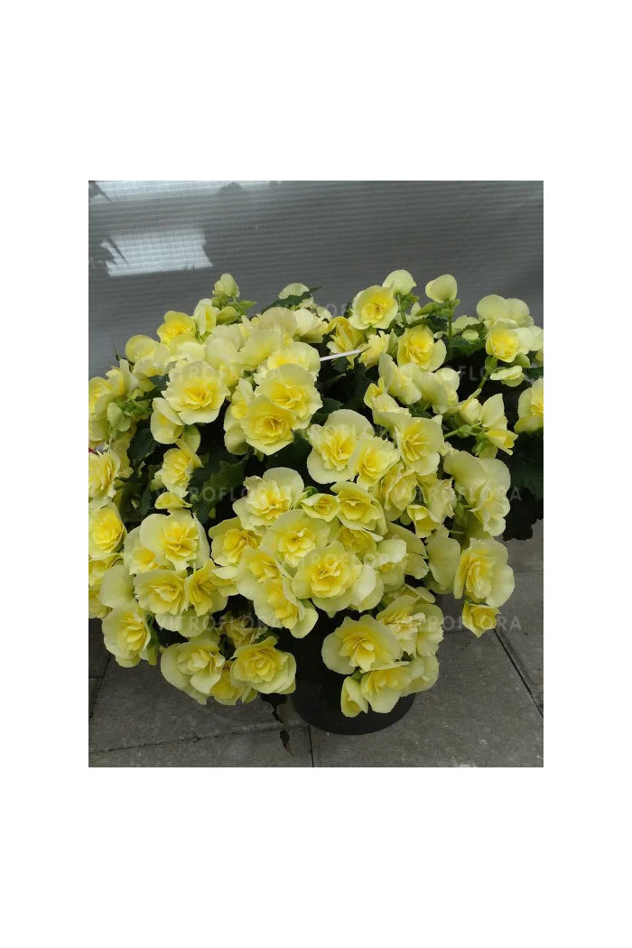 Begonia Solenia 'Yellow'