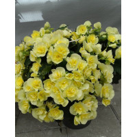 Begonia Solenia 'Yellow'