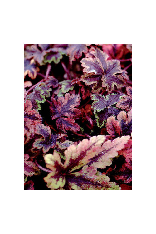 Tiarella 'Crow Feather' Tiarella