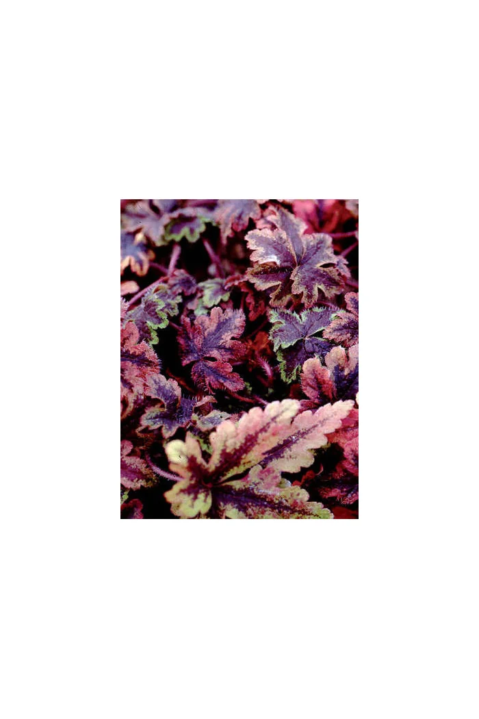 Tiarella 'Crow Feather' Tiarella