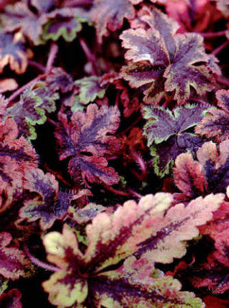 Tiarella 'Crow Feather' Tiarella