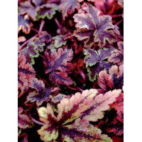 Tiarella 'Crow Feather' Tiarella