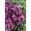 Żurawka 'Spellbound' | Heuchera