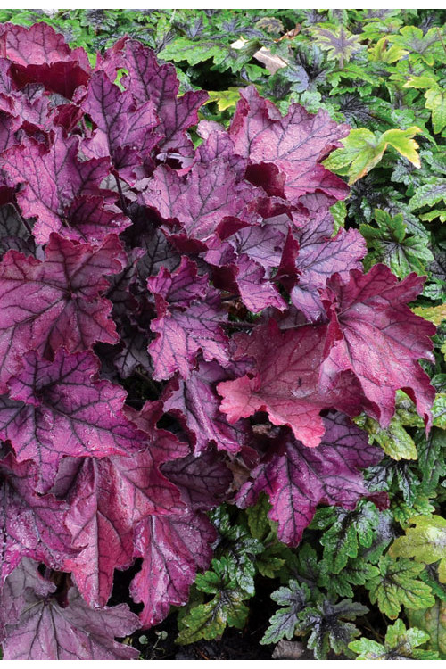 Żurawka 'Spellbound' | Heuchera