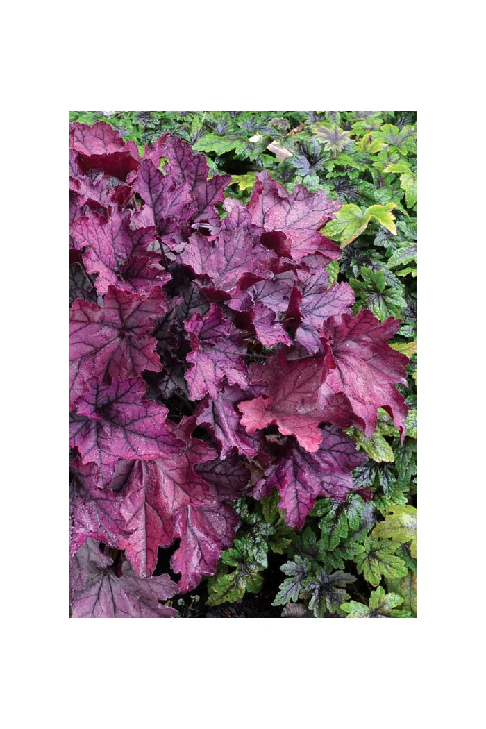 Żurawka 'Spellbound' | Heuchera