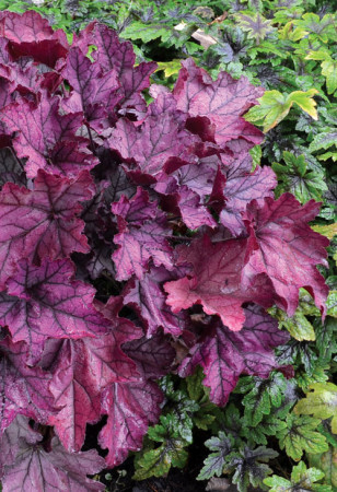 Żurawka 'Spellbound' | Heuchera