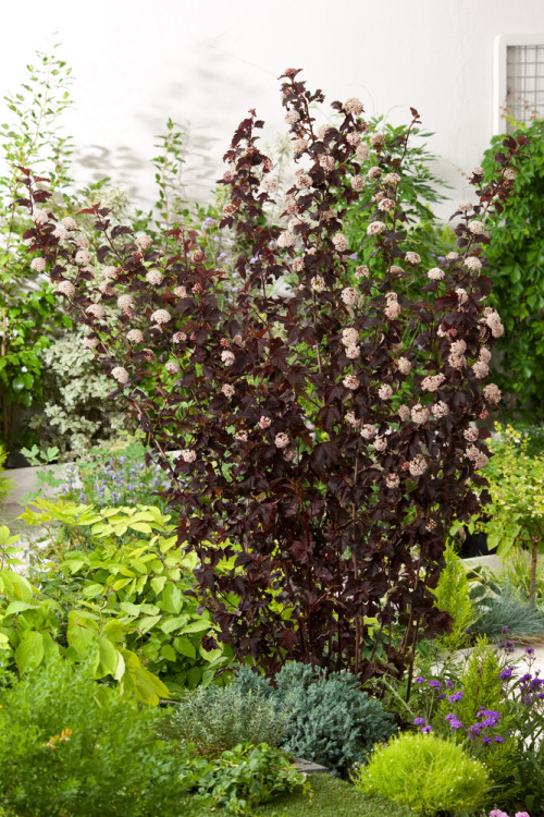 Pęcherznica kalinolistna 'Red Baron' | Physocarpus opulifolius