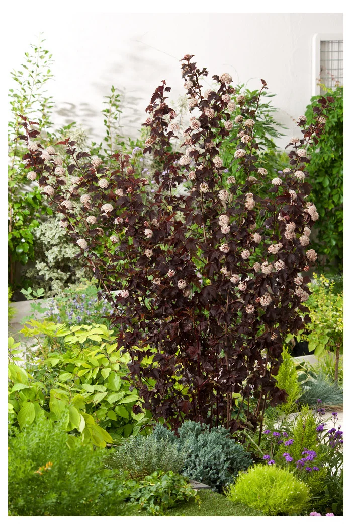 Pęcherznica kalinolistna 'Red Baron' | Physocarpus opulifolius