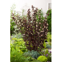 Pęcherznica kalinolistna 'Red Baron' | Physocarpus opulifolius