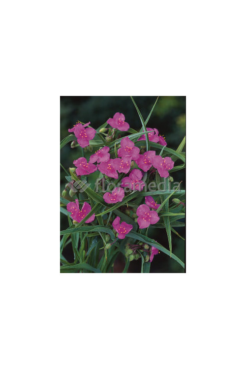 Trzykrotka wirginijska 'Satin Doll' Tradescantia