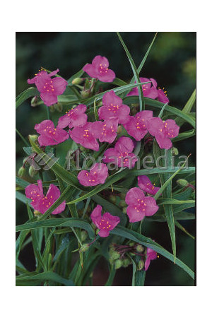 Trzykrotka wirginijska 'Satin Doll' Tradescantia
