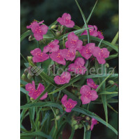 Trzykrotka wirginijska 'Satin Doll' Tradescantia