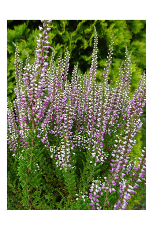Wrzos 'Liliane' Calluna vulgaris
