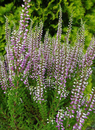 Wrzos 'Liliane' Calluna vulgaris