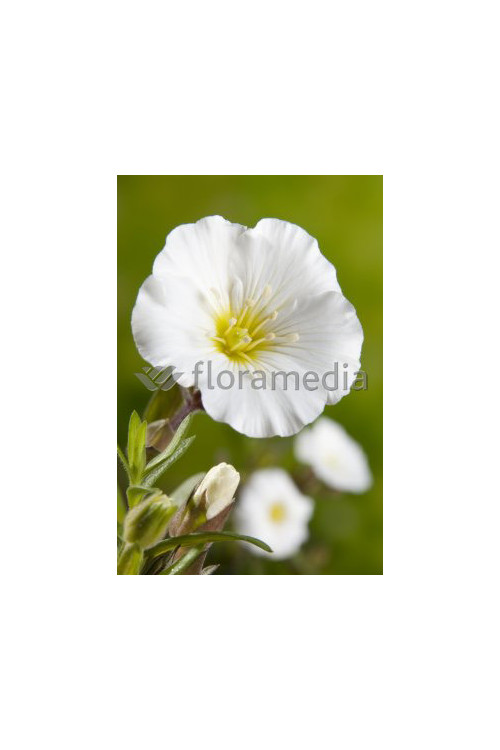 Piaskowiec górski Arenaria montana