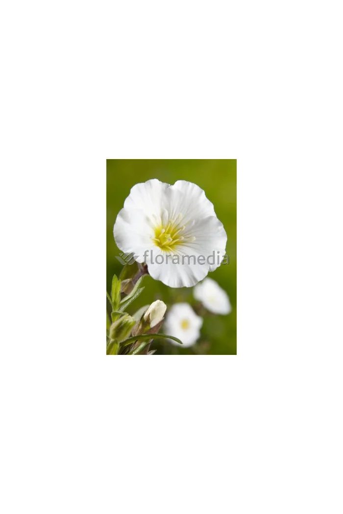 Piaskowiec górski Arenaria montana