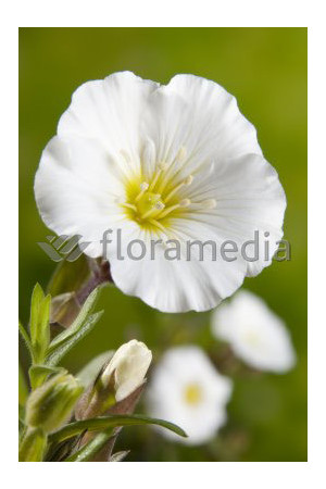 Piaskowiec górski Arenaria montana