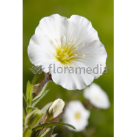 Piaskowiec górski Arenaria montana