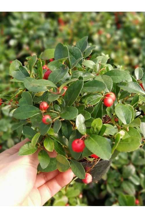 Gloteria rozesłana Gaultheria procumbens