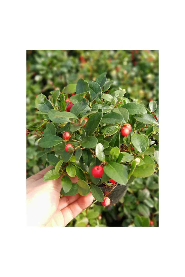 Gloteria rozesłana Gaultheria procumbens