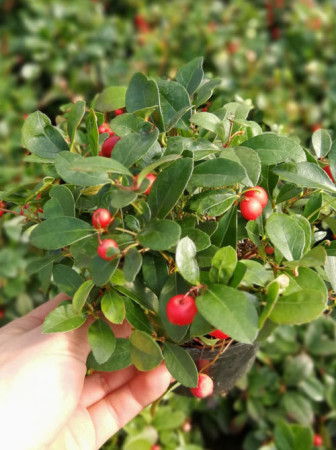 Gloteria rozesłana Gaultheria procumbens