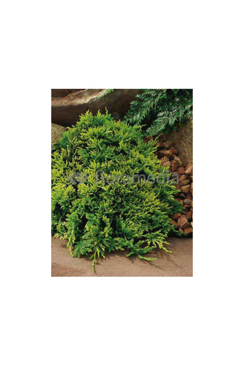 Jałowiec płożący 'Golden Carpet' Juniperus horizontalis