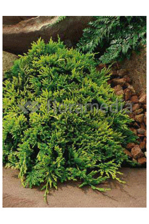 Jałowiec płożący 'Golden Carpet' Juniperus horizontalis