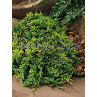 Jałowiec płożący 'Golden Carpet' Juniperus horizontalis