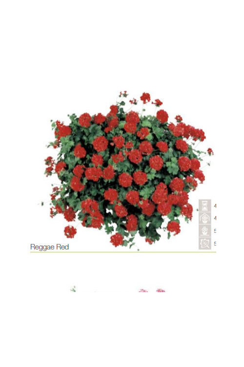 Pelargonia bluszczolistna 'Reggae Red' (odmiana półpełna)