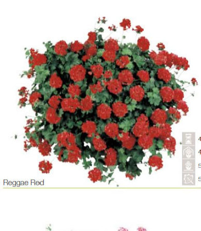 Pelargonia bluszczolistna 'Reggae Red' (odmiana półpełna)