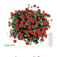 Pelargonia bluszczolistna 'Reggae Red' (odmiana półpełna)