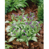 Miodunka 'Diana Clare' Pulmonaria longifolia