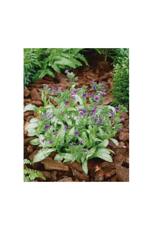 Miodunka 'Diana Clare' Pulmonaria longifolia