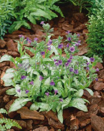 Miodunka 'Diana Clare' Pulmonaria longifolia