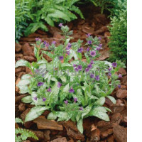 Miodunka 'Diana Clare' Pulmonaria longifolia